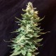 Auto Amnesia feminised Ganja Seeds - 7 насінин