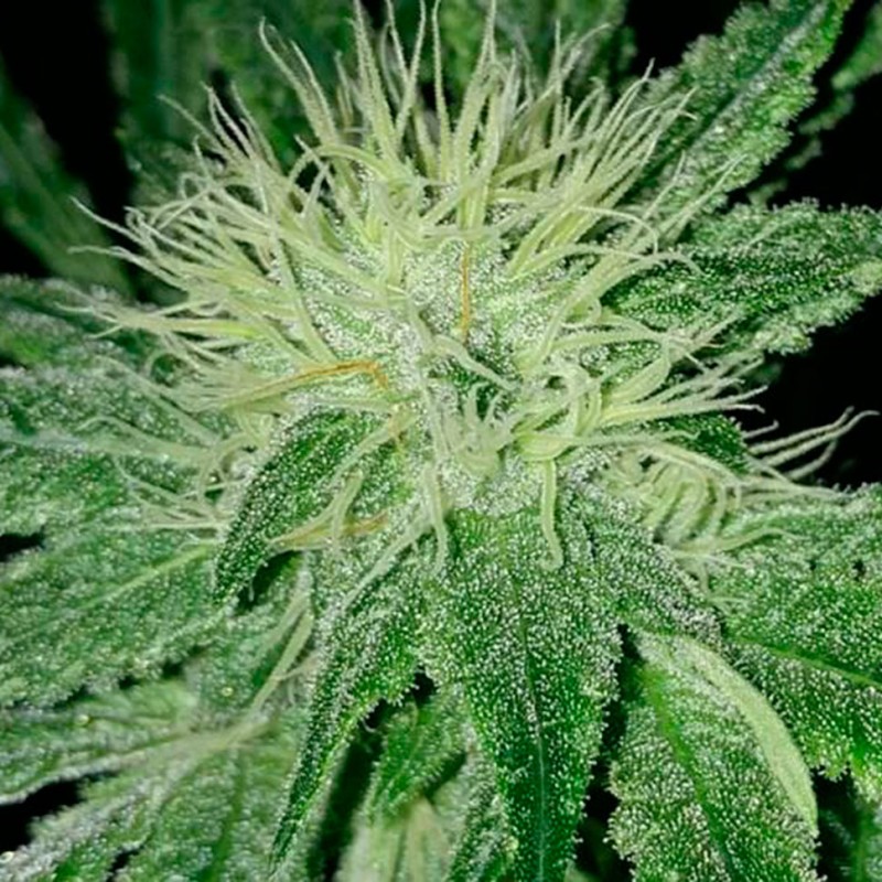 Auto Amnesia feminised Ganja Seeds - 7 насінин