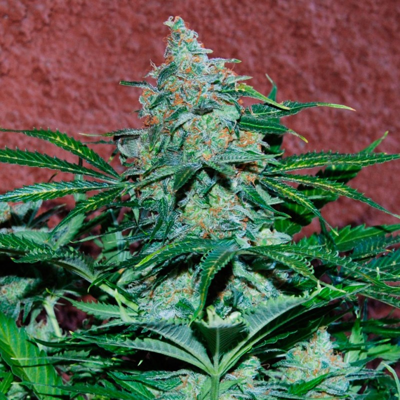 Auto Amnesia feminised Ganja Seeds - 7 насінин