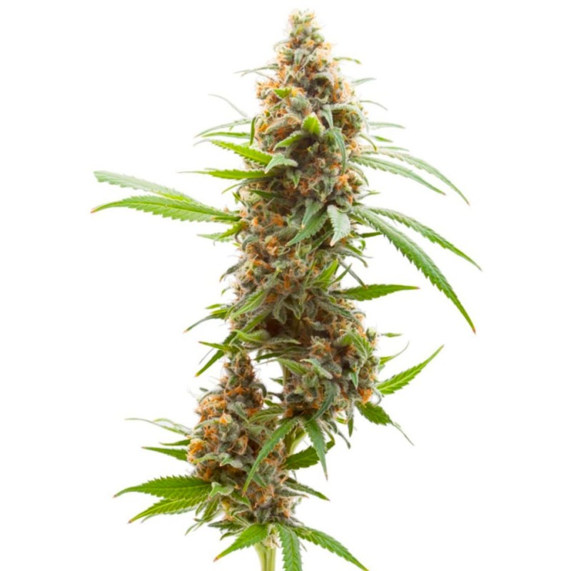 Auto Amnesia feminised Ganja Seeds - 7 насінин