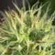 Auto Amnesia feminised Ganja Seeds - 7 насінин