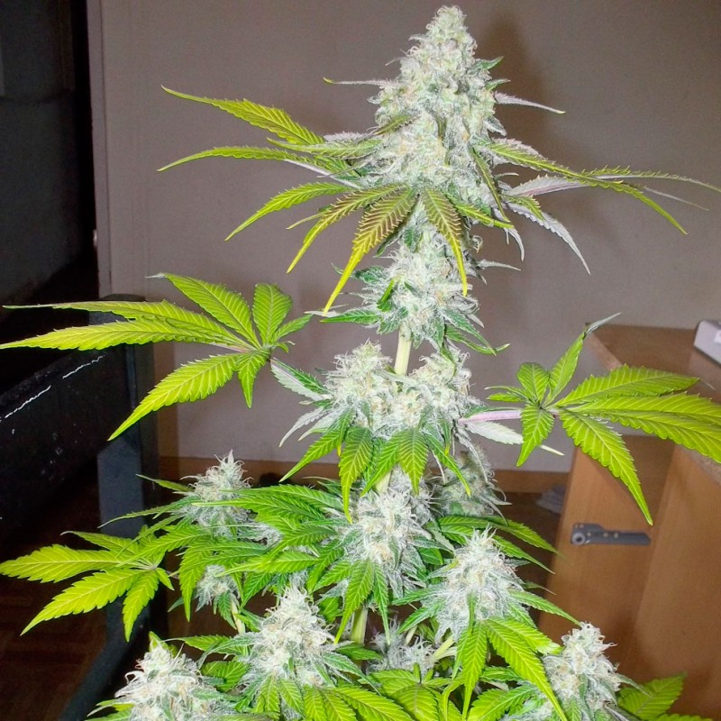 Auto Amnesia feminised Ganja Seeds - 7 насінин