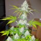Auto Amnesia feminised Ganja Seeds - 7 насінин