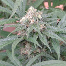 Skunk #11 feminised Ganja Seeds