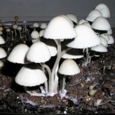 Panaeolus Cyanescens Jamaica