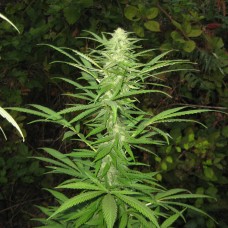 Auto Maria feminised Ganja Seeds