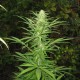 Auto Maria feminised Ganja Seeds