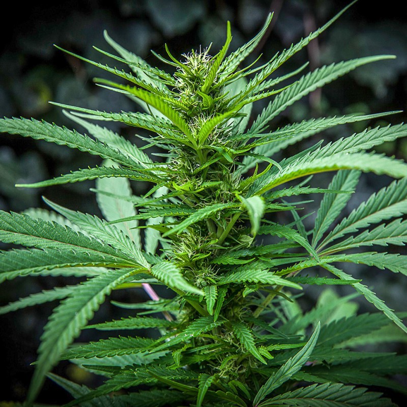 Auto Maria feminised Ganja Seeds