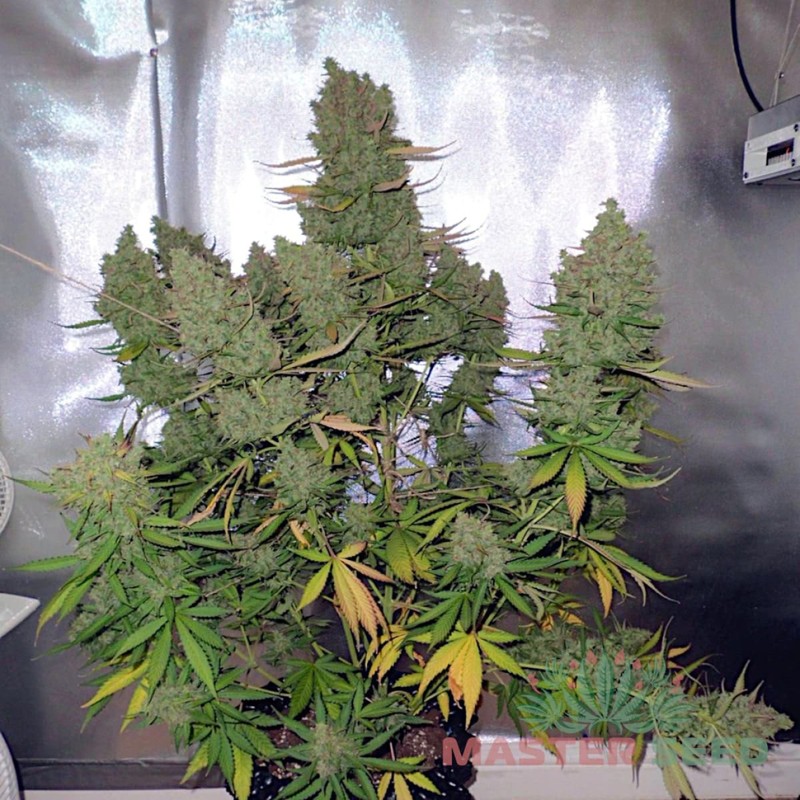 Auto Blueberry feminised Master Seed