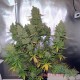 Auto Blueberry feminised Master Seed