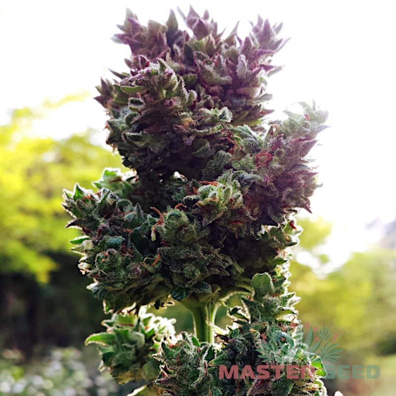 Auto Blueberry feminised Master Seed