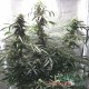 Auto Blueberry feminised Master Seed
