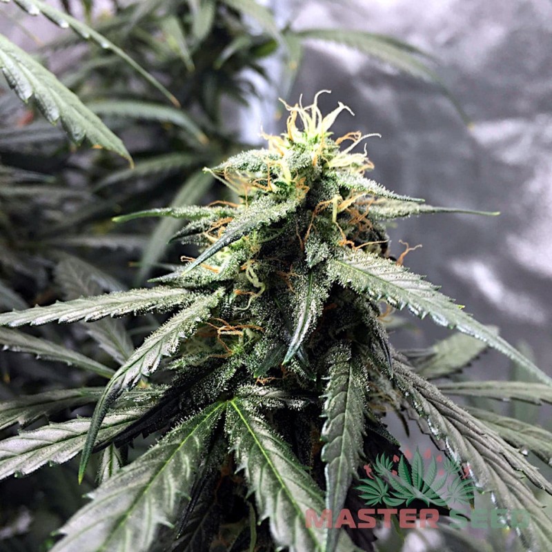 Auto Blueberry feminised Master Seed
