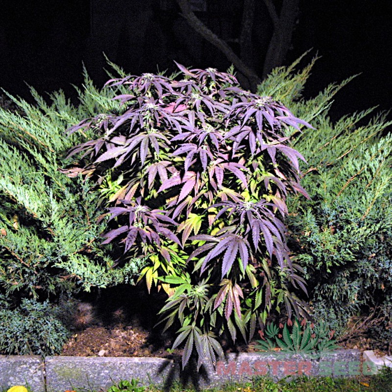 Auto Blueberry feminised Master Seed