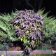 Auto Blueberry feminised Master Seed