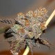Somango feminised Victory Seeds