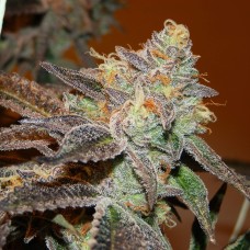 Somango feminised Victory Seeds