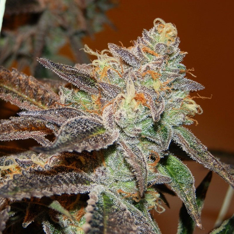 Somango feminised Victory Seeds