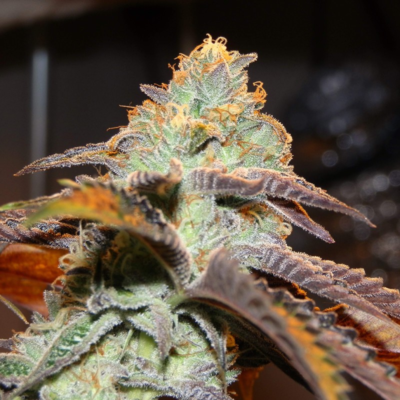 Somango feminised Victory Seeds