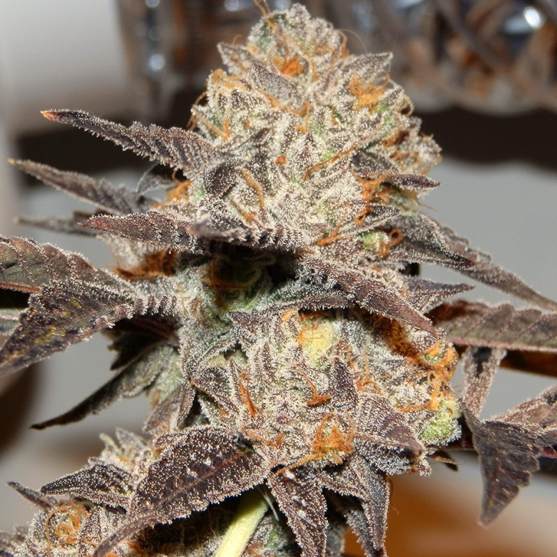 Somango feminised Victory Seeds