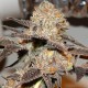 Somango feminised Victory Seeds