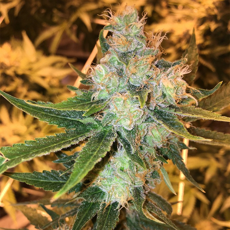 Sage n Sour feminised Ganja Seeds - 2 насінини