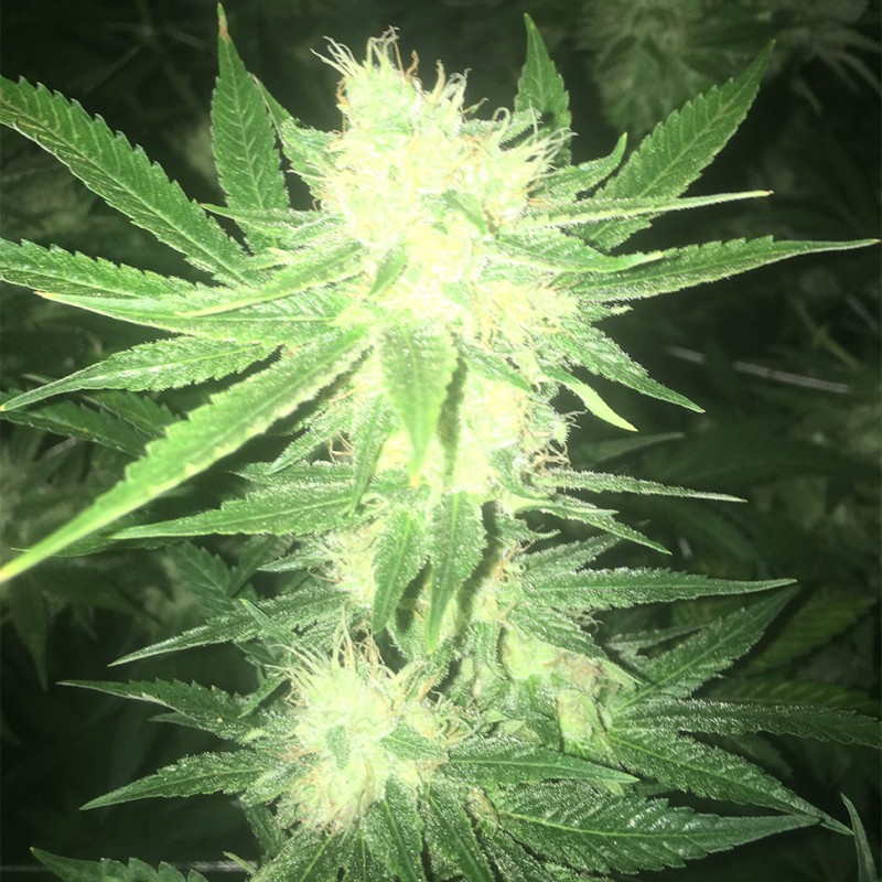 Sage n Sour feminised Ganja Seeds - 2 насінини