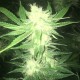 Sage n Sour feminised Ganja Seeds - 2 насінини