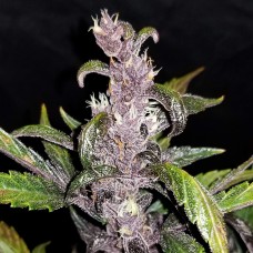 Auto Fastberry feminised GanjaLiveSeeds