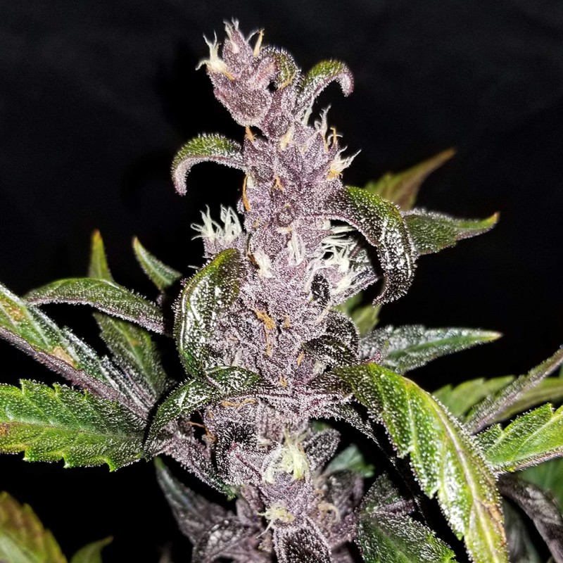 Auto Fastberry feminised GanjaLiveSeeds