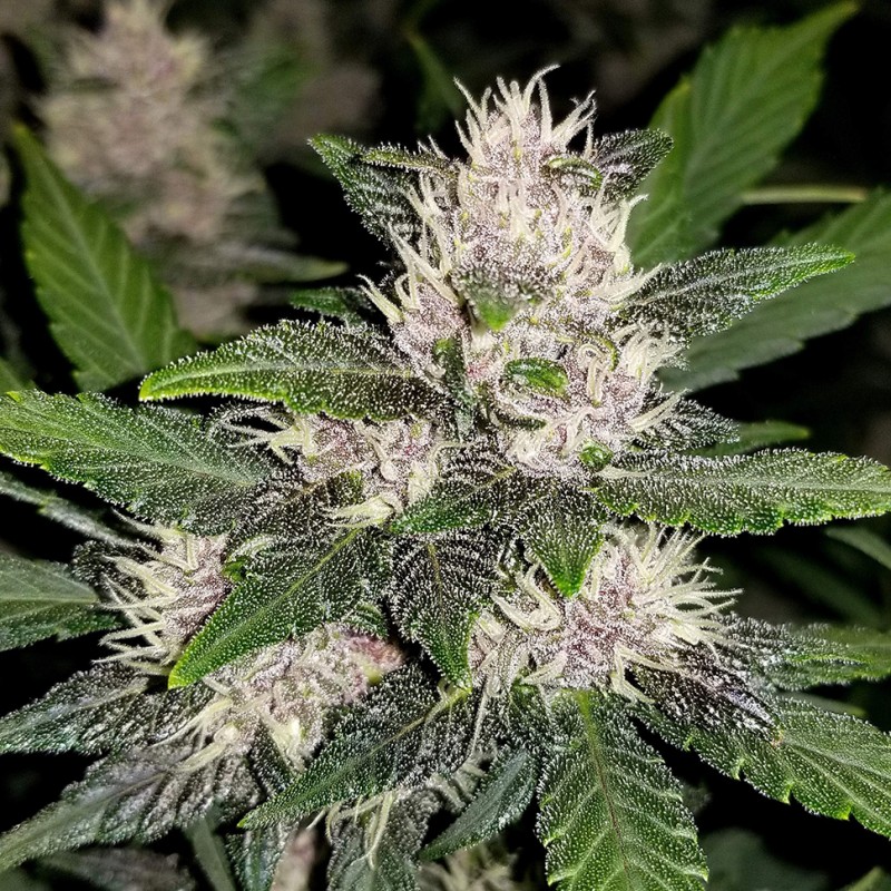 Auto Fastberry feminised GanjaLiveSeeds