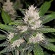 Auto Fastberry feminised GanjaLiveSeeds