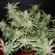 Auto Fastberry feminised GanjaLiveSeeds