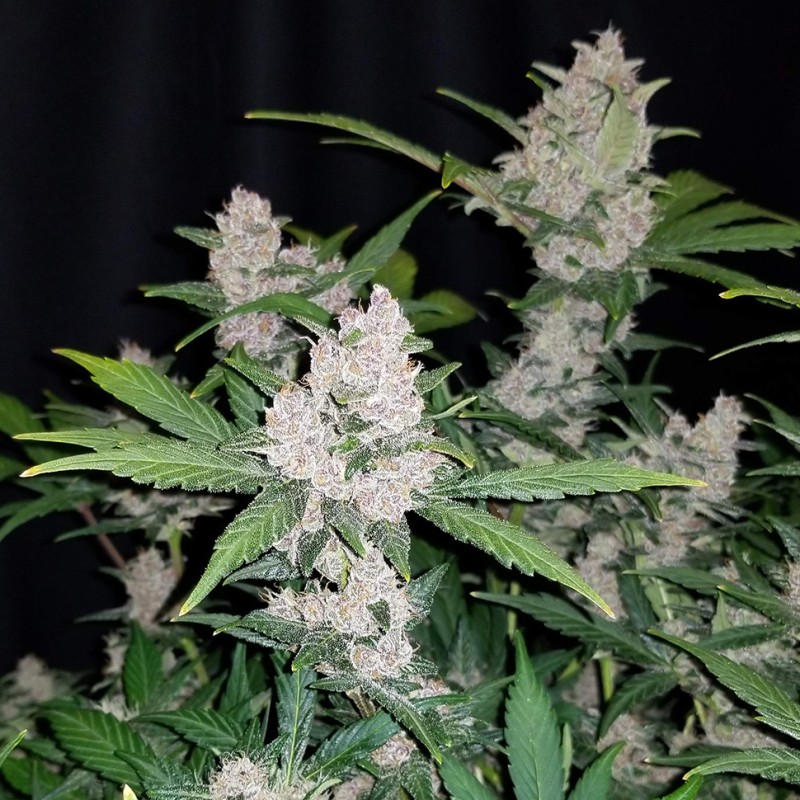 Auto Fastberry feminised GanjaLiveSeeds
