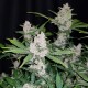 Auto Fastberry feminised GanjaLiveSeeds