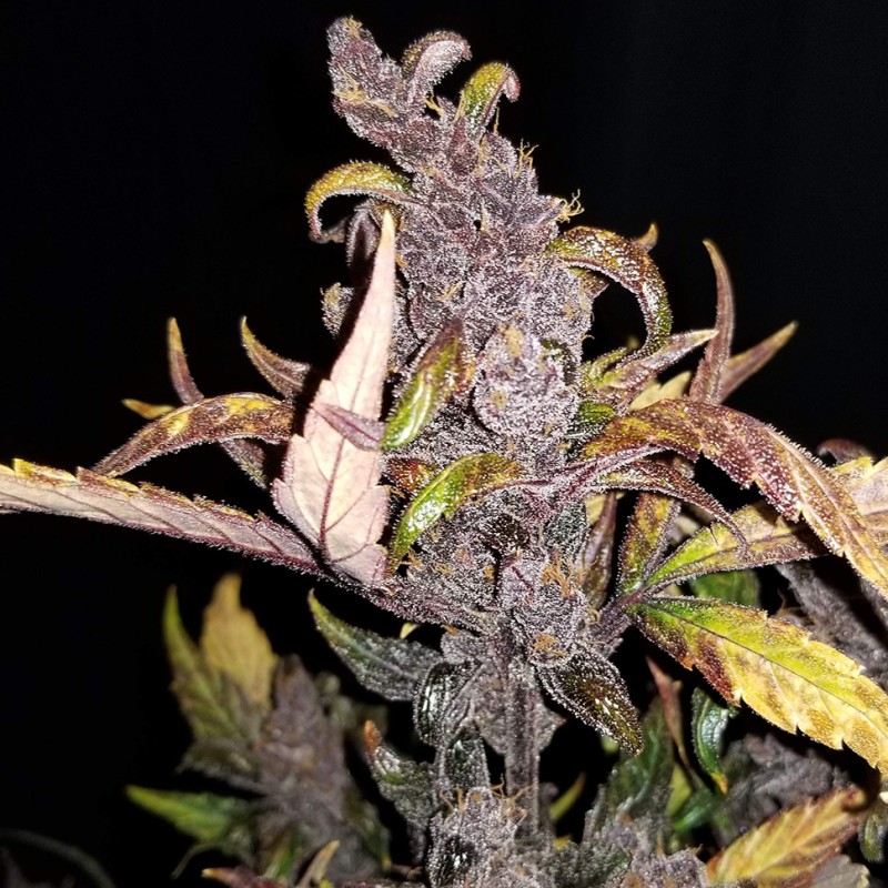 Auto Fastberry feminised GanjaLiveSeeds