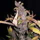 Auto Fastberry feminised GanjaLiveSeeds