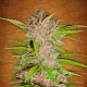 Auto Fastberry feminised GanjaLiveSeeds