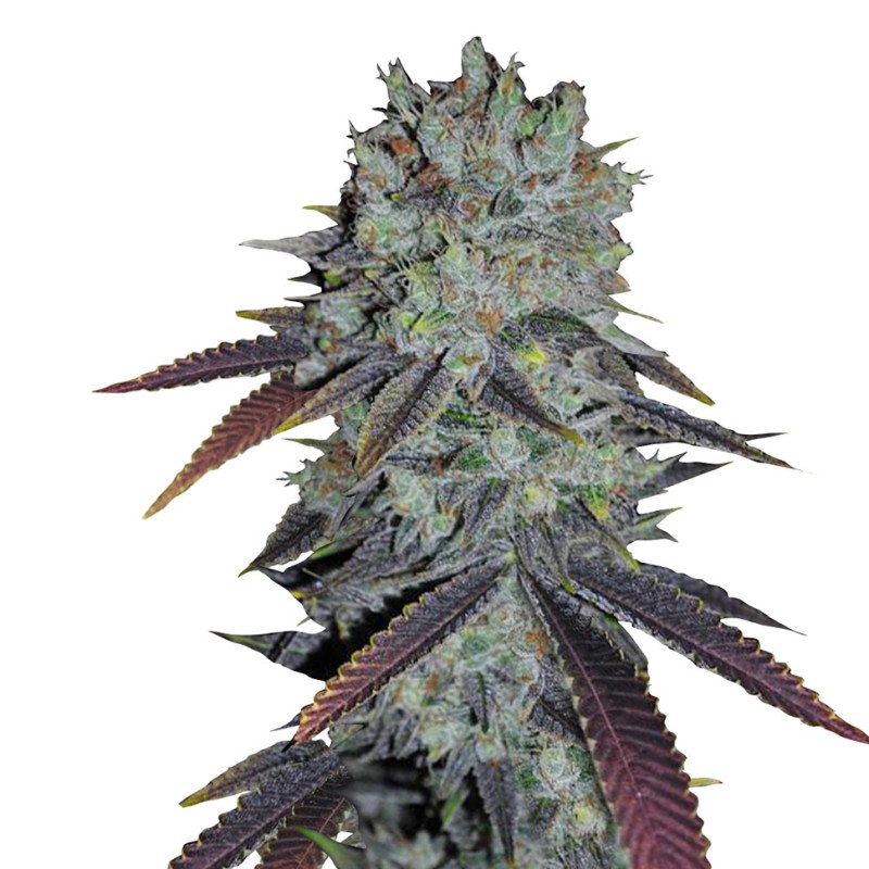 Auto Fastberry feminised GanjaLiveSeeds