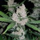 Auto Fastberry feminised GanjaLiveSeeds