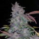 Auto Fastberry feminised GanjaLiveSeeds