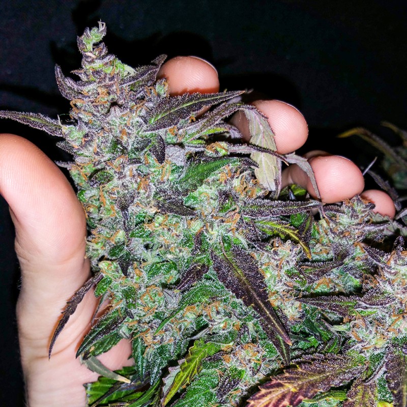 Auto Fastberry feminised GanjaLiveSeeds