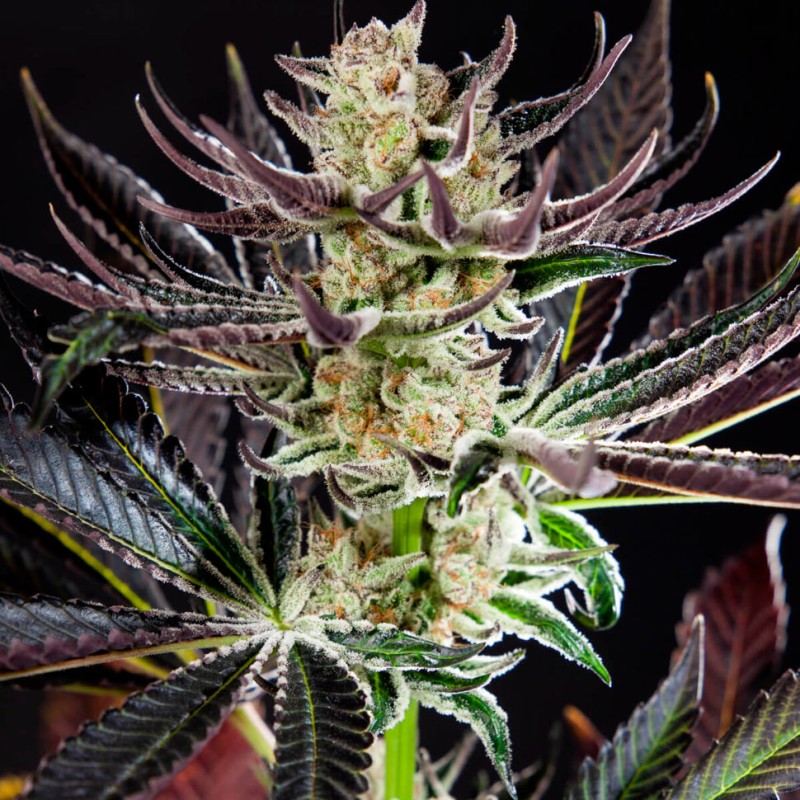 Auto Dos-Si-Dos feminised Ganja Seeds