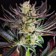 Auto Dos-Si-Dos feminised Ganja Seeds