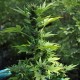 Auto Lowryder #2 feminised Ganja Seeds - 7 насінин