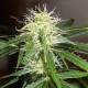 Auto Lowryder #2 feminised Ganja Seeds - 7 насінин