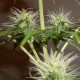 Auto Lowryder #2 feminised Ganja Seeds - 7 насінин