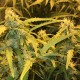 Auto Lowryder #2 feminised Ganja Seeds - 7 насінин