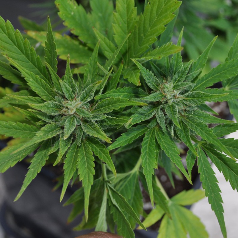 Auto Lowryder #2 feminised Ganja Seeds - 7 насінин