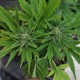 Auto Lowryder #2 feminised Ganja Seeds - 7 насінин